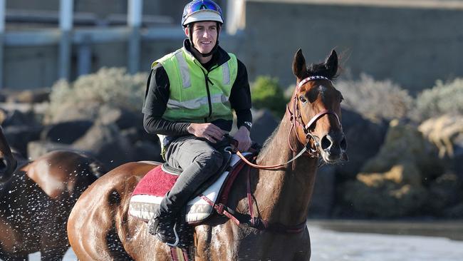 Humidor enjoyed a morning swim at the Warrnambool foreshore. Picture: Robin Sharrock