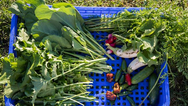 Some of the produce at Loop Growers, Draper. Photo: Dominika Lis.