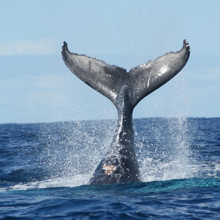 whale watching tours mackay queensland