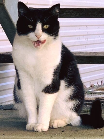 Lenny is perhaps one of the bravest cats, moving into the police force’s dog unit. Picture: Facebook