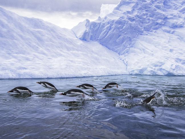 Synced ... Gentoo penguins, hunting in the icy cool waters of Antarctica. It’s incredibly interesting to see how synchronized they are with their movements and breaths, as they glide throughout the ocean. Picture: Nadia Aly, United States of America, 3rd Place, National Awards, 2017 Sony World Photography Awards