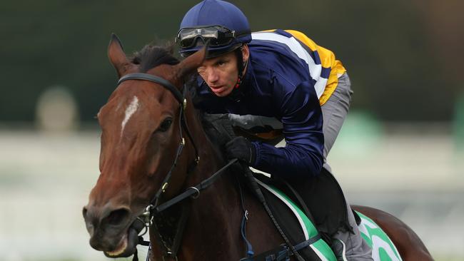 Devine Force has been in Sydney for more than a week in preparation for Saturday. Picture: Mark Metcalfe/Getty Images