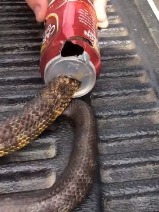 The snake with its head stuck deep inside the can. Picture: supplied