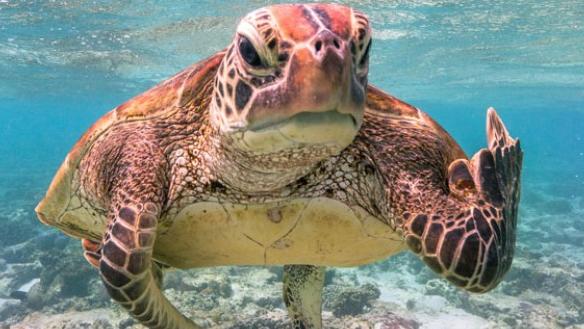 2020 Comedy Wildlife Photography Award overall winner Mark Fitzpatrick with his photograph "Terry the Turtle flipping the bird".