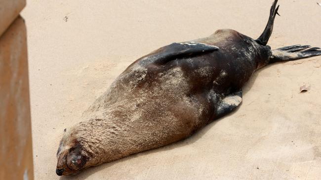 SYDNEY, AUSTRALIA - NewsWire Photos DECEMBER 16, 2020: An Australian fur seal pictured sleeping at Dee Why Beach. It's the same Australian fur seal that has been showing up on Sydney Northern beaches these last few weeks. Picture: NCA NewsWire / Damian Shaw