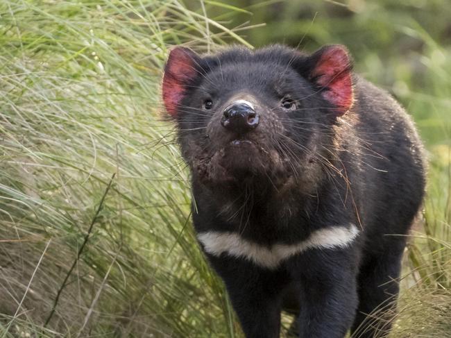 Dead devil carnage on Tasmanian road labelled a ‘disgrace’