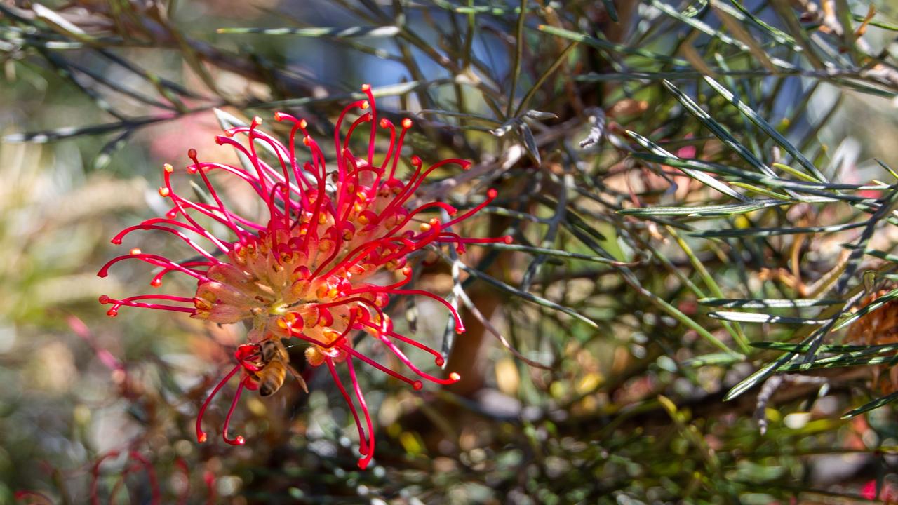 Local birds and bees delight in the native trees planted around Our Lady of Lourdes in Toowoomba.