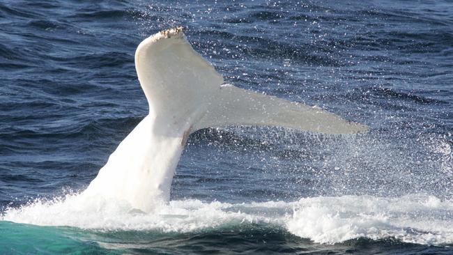 Whale populations off the Gold Coast boom to 27,000, but could there be ...