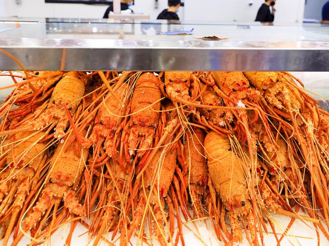 SYDNEY, AUSTRALIA - DECEMBER 23: A general view of lobsters at the Sydney Fish Market on December 23, 2021 in Sydney, Australia. The Sydney Fish Market experiences its busiest trade over the Christmas week including the 36 hour marathon from 5am on the 23rd December until 5pm Christmas Eve, with over 350 tonnes of seafood expected to be sold at the event during the non-stop trading period. (Photo by Jenny Evans/Getty Images)