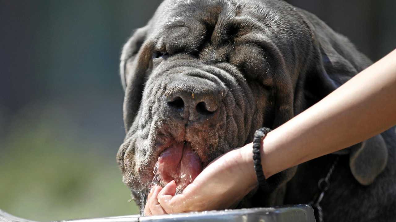 THIRSTY WORK: "Taking the dog for a walk” has taken on a whole new meaning for Damian Bathersby. Picture: Darko Vojinovic