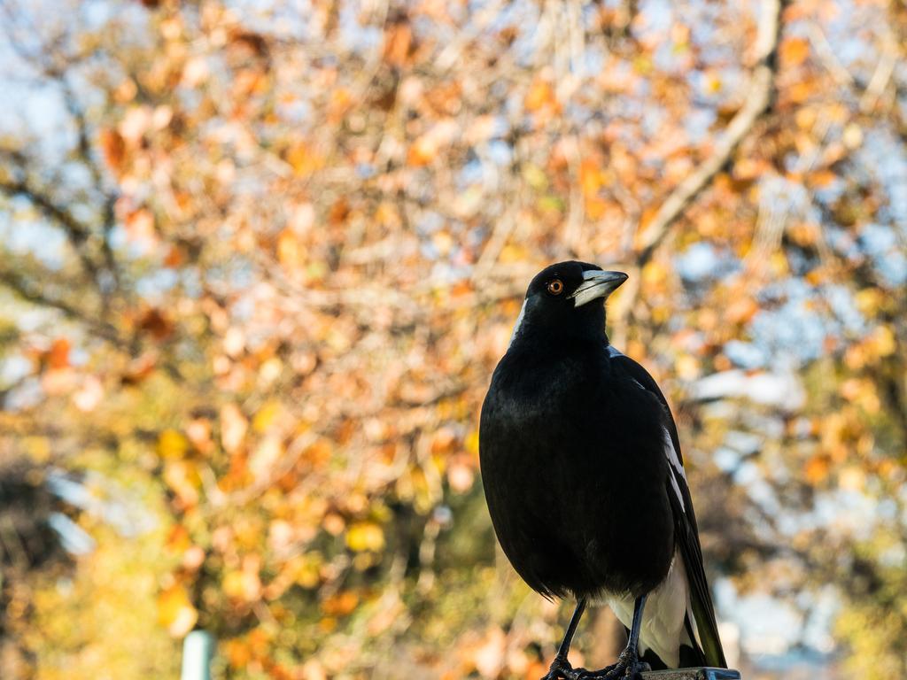 A baby girl has died after her mum was swooped by a magpie in Queensland. Picture: Getty