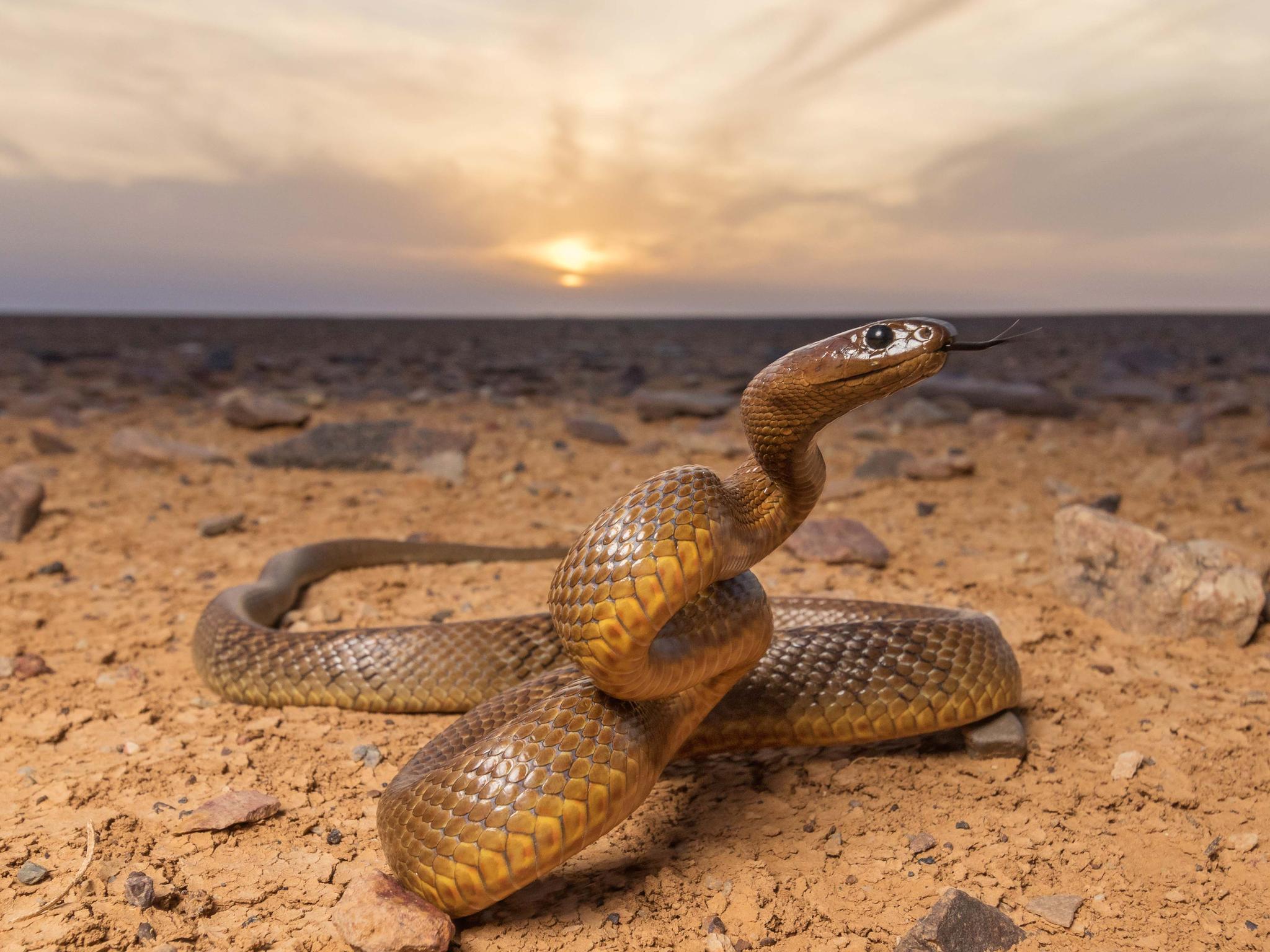 Inland taipan up close and personal with the world’s most venomous