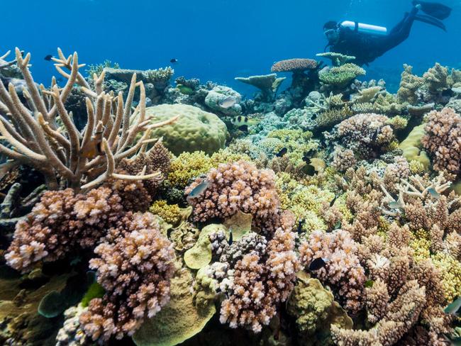 KDAXAR Divers exploring the coral formations of Agincourt Reef, Great Barrier Reef Marine Park, Port Douglas, Queensland, Australia. Picture: AlamyEscape, Rob McFarland, learning to dive