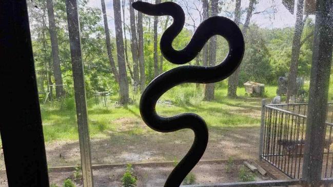 ‘Blood ran cold’: Climbing eastern brown busts venomous snake myth