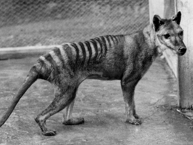 MUST CREDIT: Tasmanian Museum and Art Gallery, Benjamin A Sheppard.... NEWS: Undated copy pic of the Thylacine, Tasmanian Tiger.