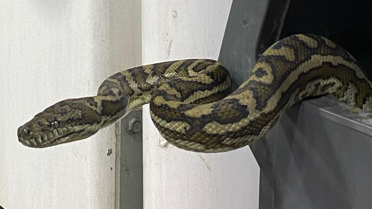 Small python snake found at gas station