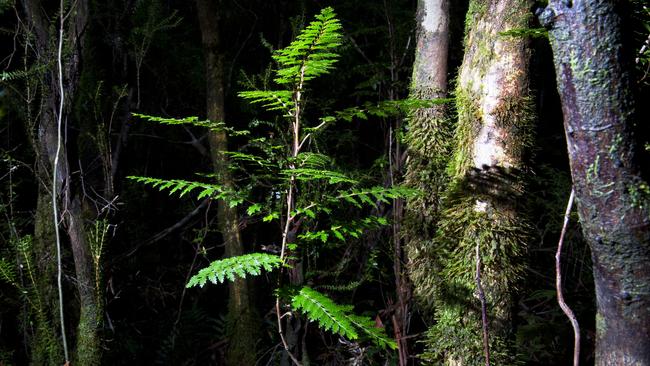 King’s lomatia – one of the ancient tree species which features in Andrew Darby’s new book. Picture: Vanessa Hunter