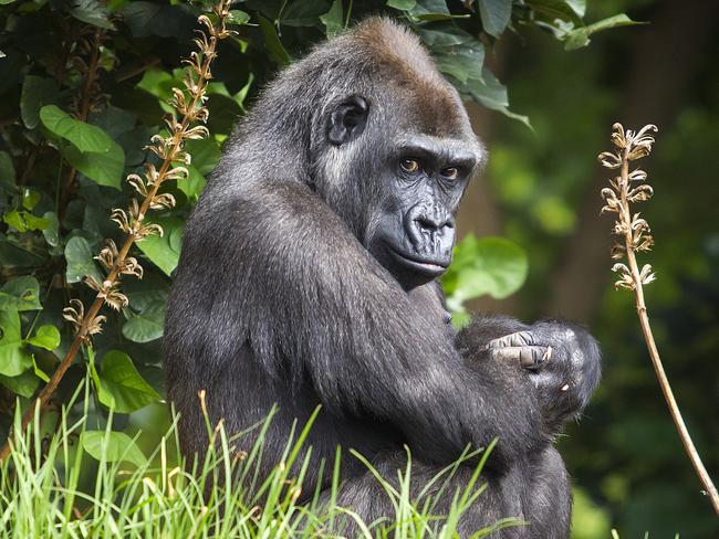 Western Lowland Gorilla Kimya is due any day (or night) now, expected to deliver some time before March 15th.  Gorilla Keepers yesterday eaves dropped on KimyaÕs baby and managed to record the amazing sound of its heartbeat.  Picture: Sarah Matray