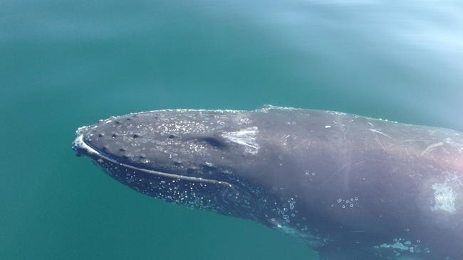 A humpback whale was spotted off the coast of Mornington in Port Phillip Bay.