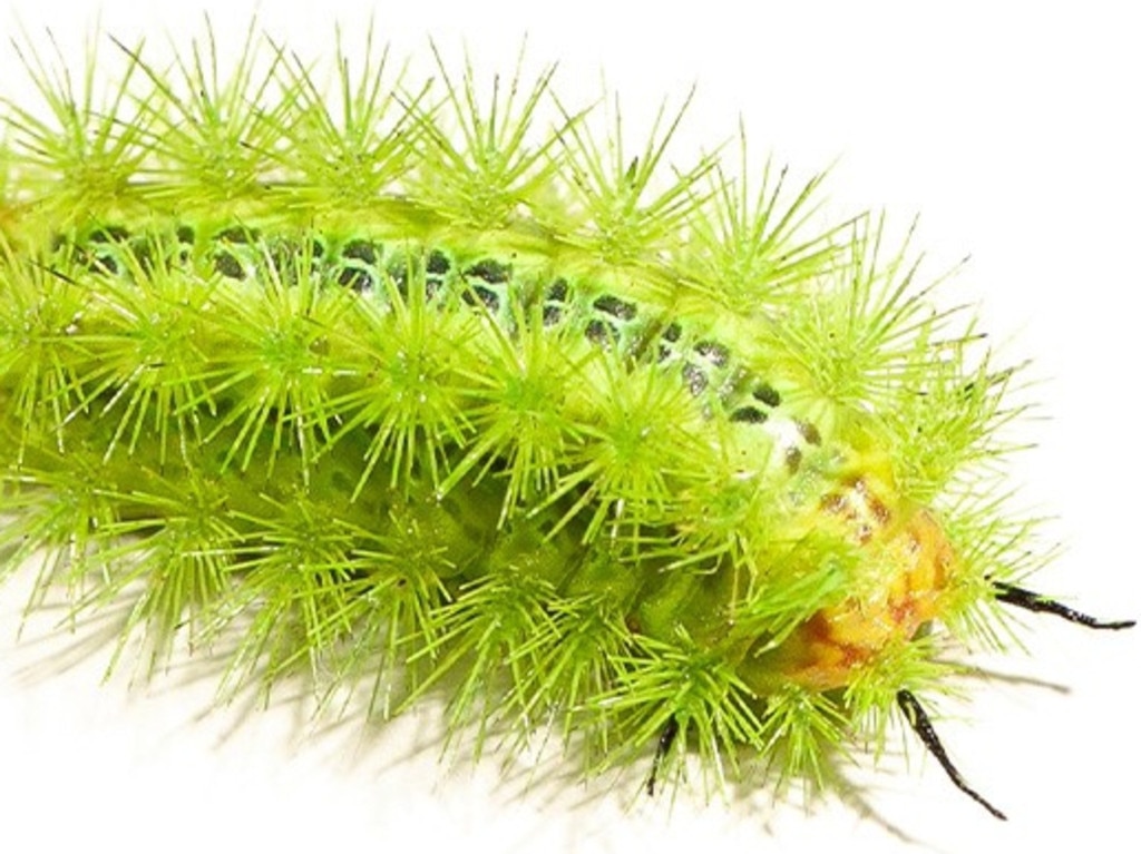 The vibrantly coloured, spiky caterpillar of the comparatively mundane Comana monomorpha moth. Picture: Supplied