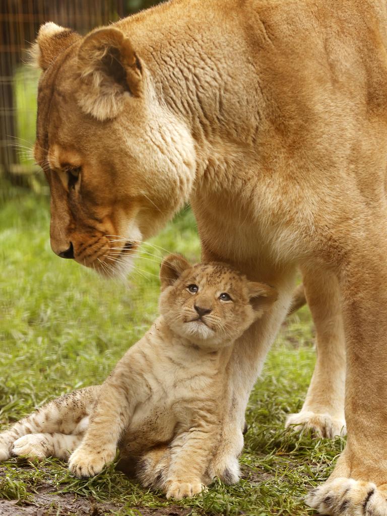 7 week-old Lion cub Roc with mum Chitwa at the Mogo Wildlife Park. Picture: Jonathan Ng