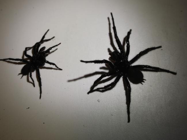 Some of the spiders has a leg span of over 6cm. Picture: Australian Reptile Park.