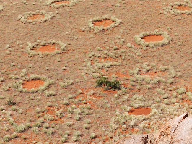 Mysterious circles confound science