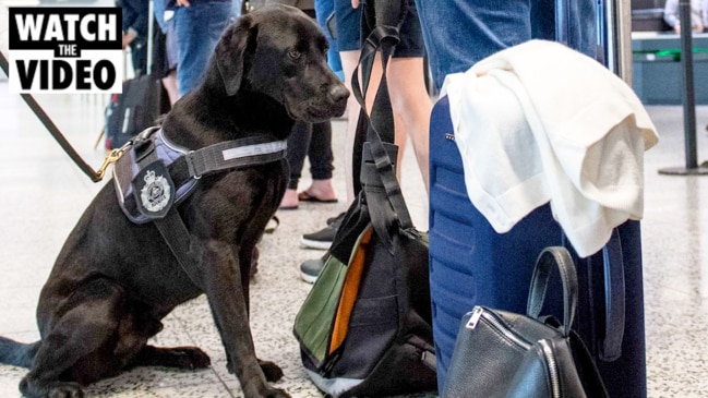 are dogs allowed in the melbourne airport