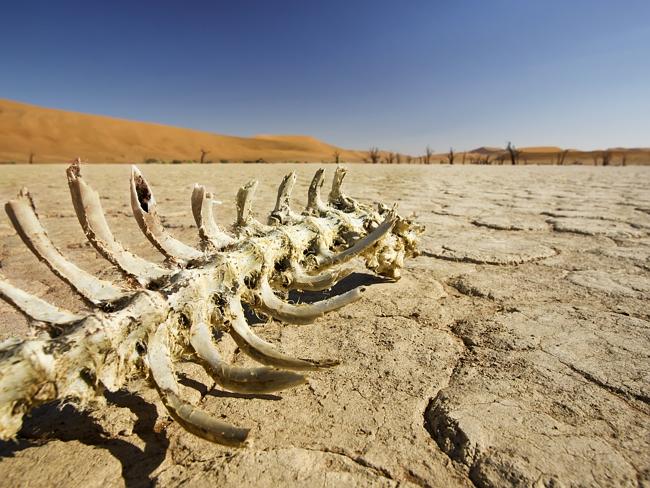 Death in the desert. Picture: Thinkstock