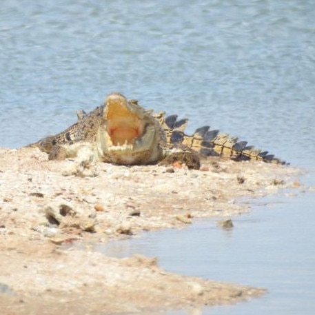 This croc at Buffalo Creek gave a toothy grin for the camera. Picture: Anushka Smith