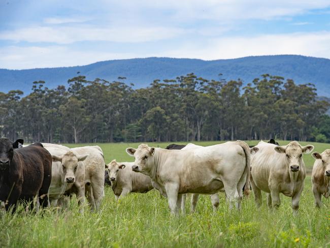 NEWS: Calf Sale PreviewLeon is selling 220 heifers and steers at the upcoming Pakenham weaner cattle sales. PICTURED: Generic farm. Beef cattle. Charolais and Angus cattle. Stock photo. Rural landscape.Picture: Zoe Phillips