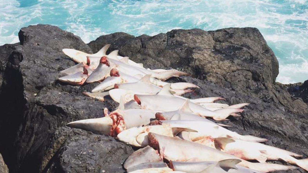 Shark attacks: Australian shark population in rapid decline after