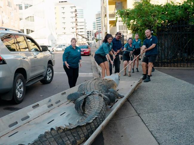 Outback Wrangler Matt Wright transported Daly, a 650kg saltwater crocodile into Shadford Ln, behind Crocosaurus Cove on Thursday May 9.