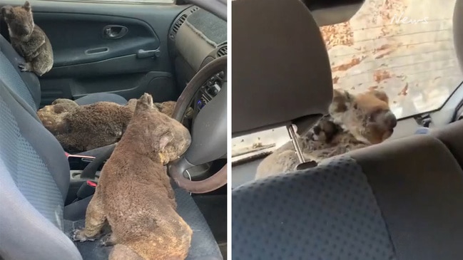 Koalas rescued on Kangaroo Island