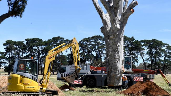 The severed trunk of a river red gum, estimated at 200 years old, is lowered into a hole. The tree will eventually die but still provide nesting hollows for animals. Picture: Tricia Watkinson