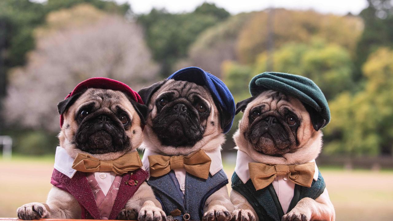 Pugs sales shoots sunglasses