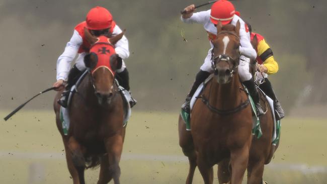 Greek Hero (right) looks a good chance at Canterbury on Friday night. Photo: Mark Evans/Getty Images