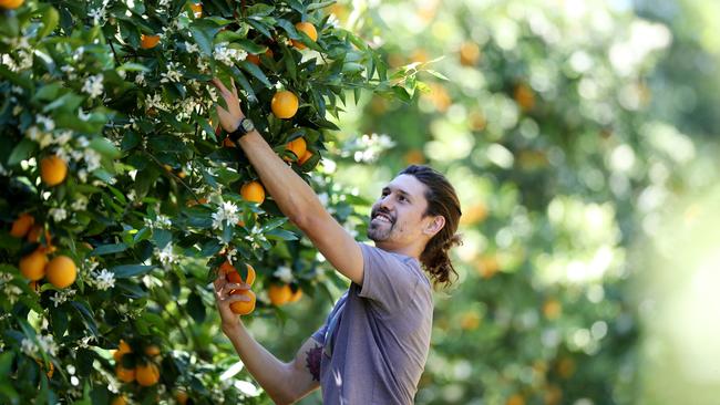 Backpacker Agustin Charlone pictured at Sparacino Farms at Peats Ridge in NSW. Picture: Sue Graham