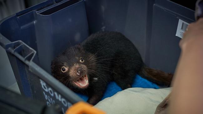 Clownfish the Tasmanian devil, who was rescued and nursed back to health by Bonorong Wildlife Sanctuary after suffering a serious leg injury. Picture: Michael Eastwell