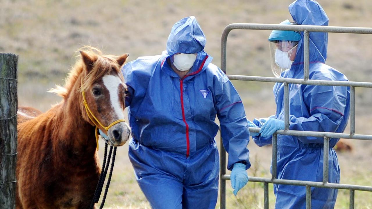 Horse dies due to Hendra virus, NSW authorities confirm | The Weekly Times