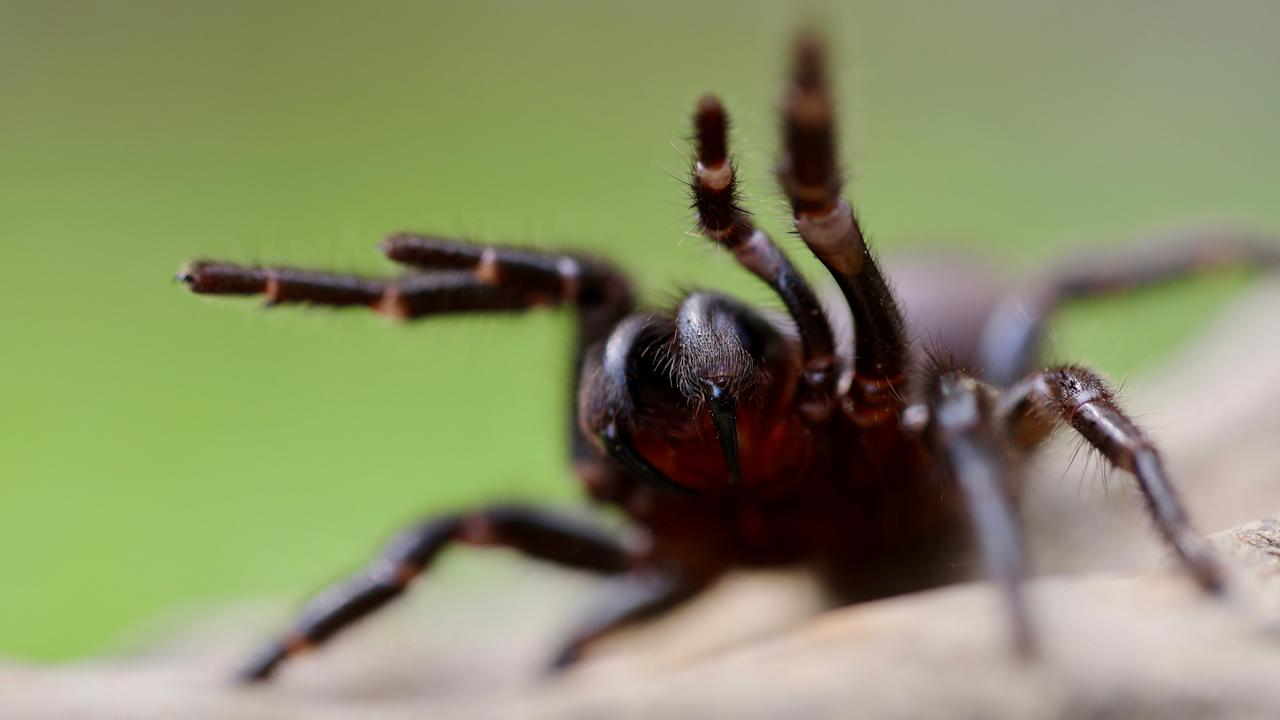 Funnel-web spiders like to breed in humid conditions. Picture: Supplied/ ARP Images