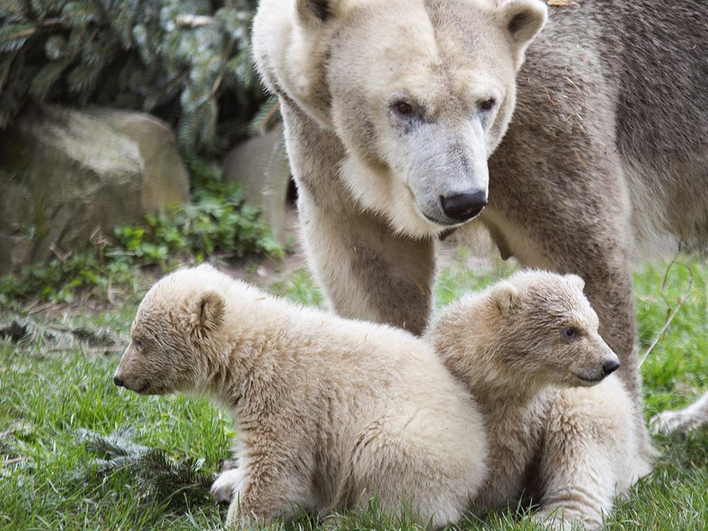 In this image released by Ouwehands Zoo Rhenen on Wednesday March 18, 2020, a pair of polar bear twins make their public debut at a Dutch zoo, without public because of coronavirus restrictions. The two youngsters cautiously ventured out of the maternity den at the Ouwehands Zoo on Wednesday morning, sticking close to their mother, called Freedom, as they explored their outdoor enclosure for the first time since they were born on Nov. 27.  (Tonny Hoevers, Ouwehands Zoo Rhenen via AP)