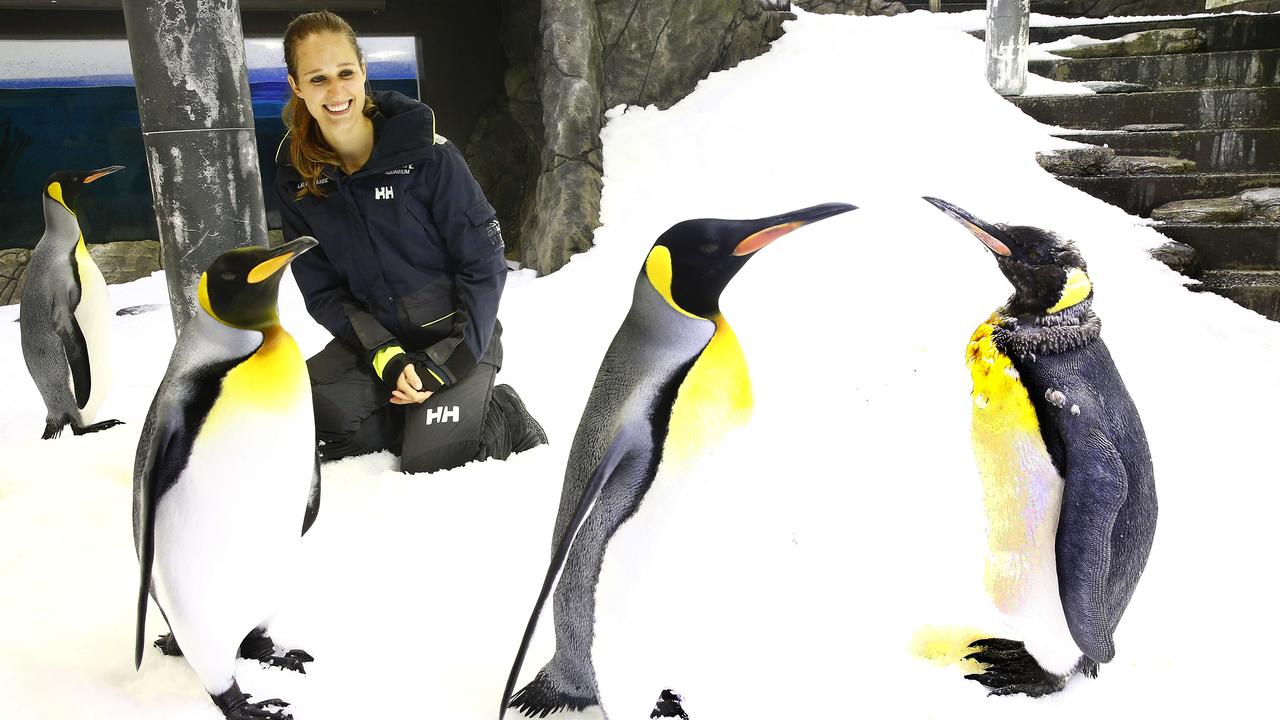 Penguin Penguin Trainer Laurie Keller with King Penguins. Picture: John Appleyard