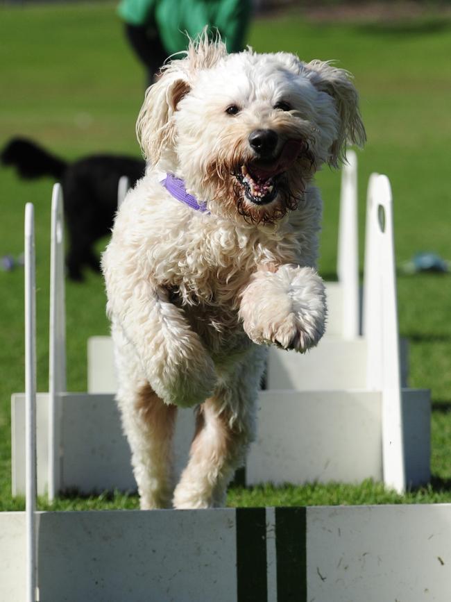 Daisy completing a flyball competition at Dan Mahoney Oval.