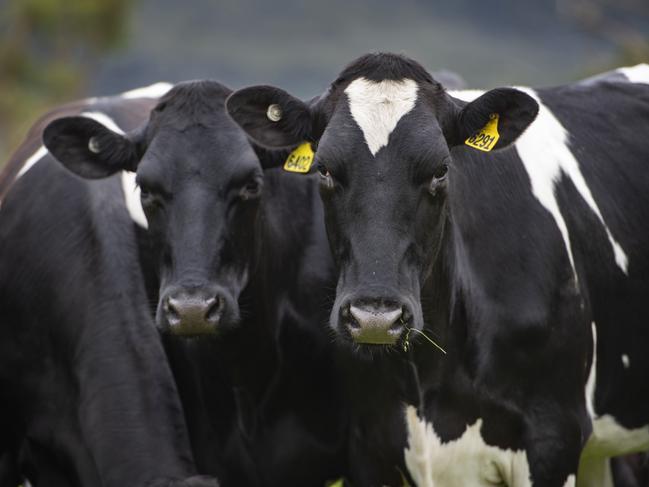 FOCUS DAIRY Matt and Alli ReidMatt and Alli Reid on their farm at Carlisle RiverPictured: Generic dairy farm. Generic dairy cows. Milk.PICTURE: ZOE PHILLIPS