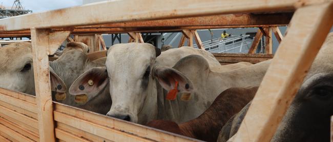 Live cattle exports are a key economic driver in the NT.