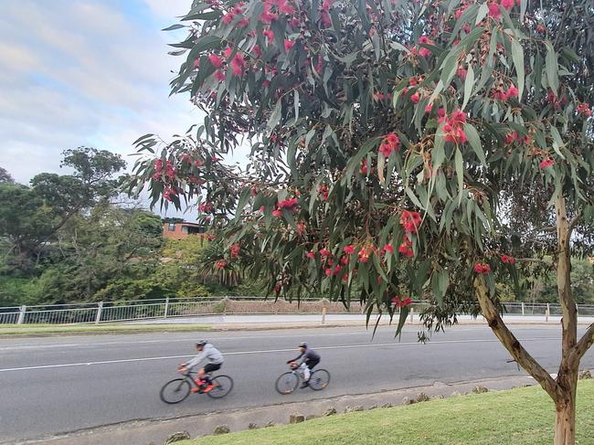 EMBARGO FOR TWAM 13 MARCH 2021 FEE APPLIESEucalypt tree, yellow gum, in MelbournePic : C Cavallo for Remember the Wild  and  Eucalypt Australia