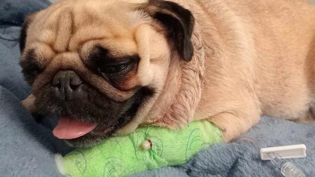 Pug Lexi, owned by Kristel and Marcus. Lexi was attacked by a neighbour's dog on August 4. Picture: GoFundMe.