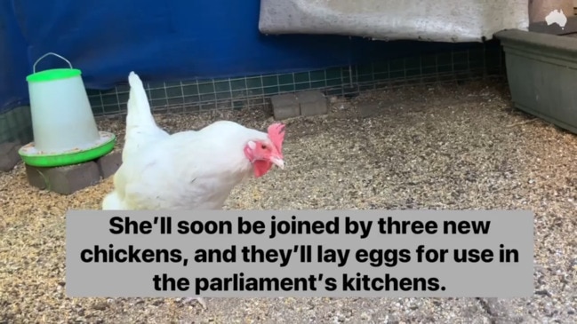 Feeding the Chooks visits QLD parliament's chicken coop