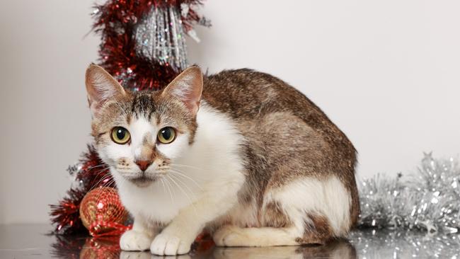 Fleur, a two-year-old female, would love a home of her own. Picture: Justin Lloyd